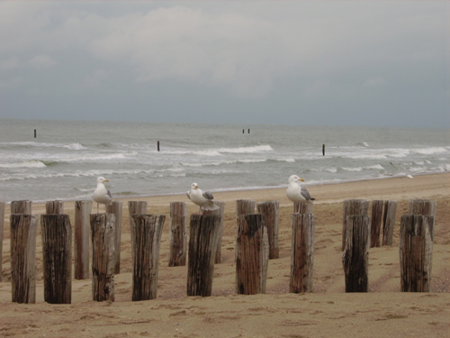 Ferienkurse mit tai Chi in Holland, Bildungsurlaub